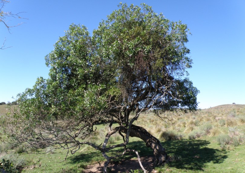 Aroeira-brava na calçada